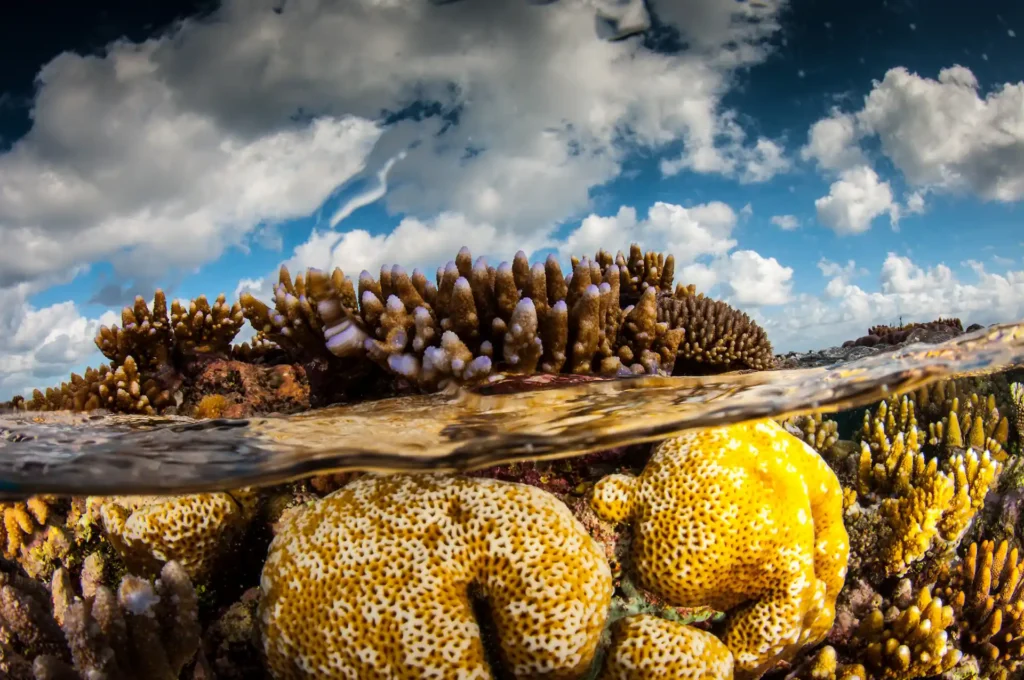 Great Barrier Reef ocean view
