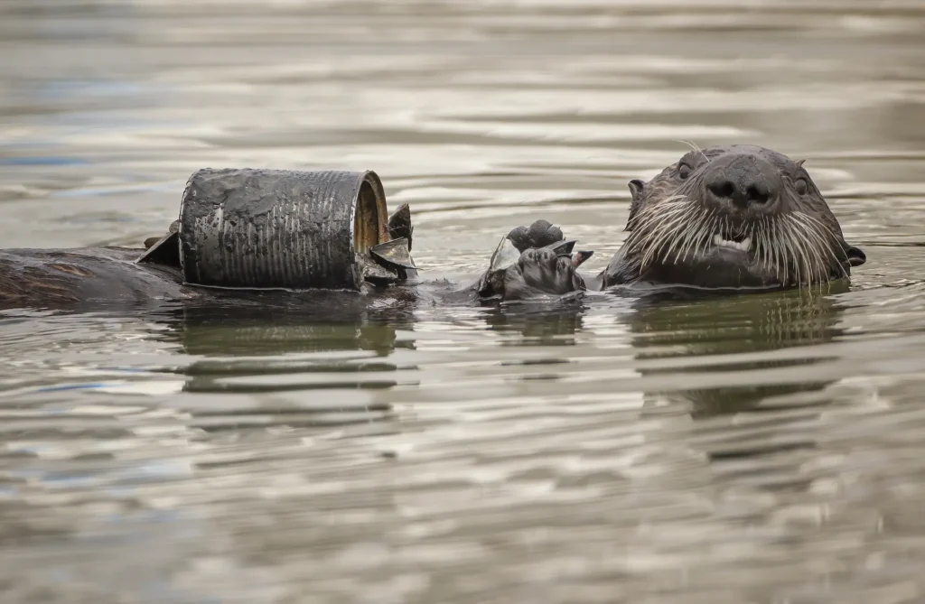 Sea otter with discarded tin can