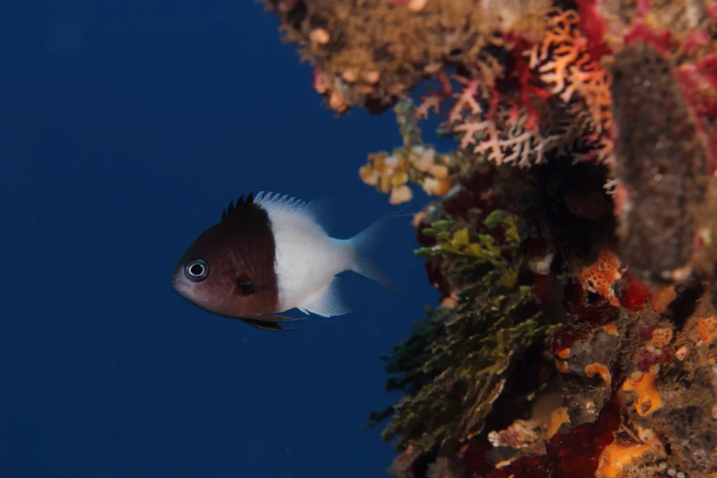 Damselfish swims in ocean