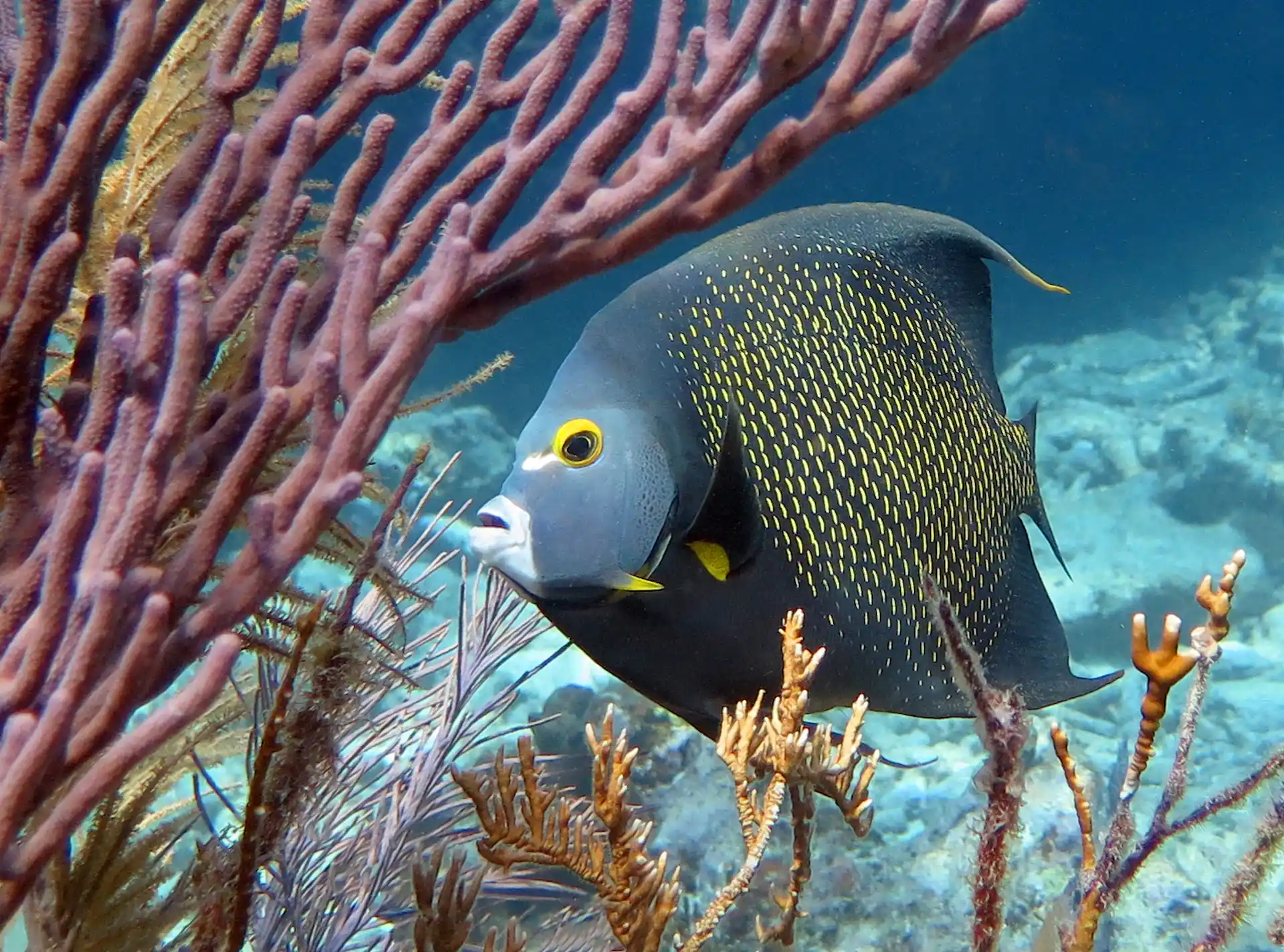 Angelfish swims among corals
