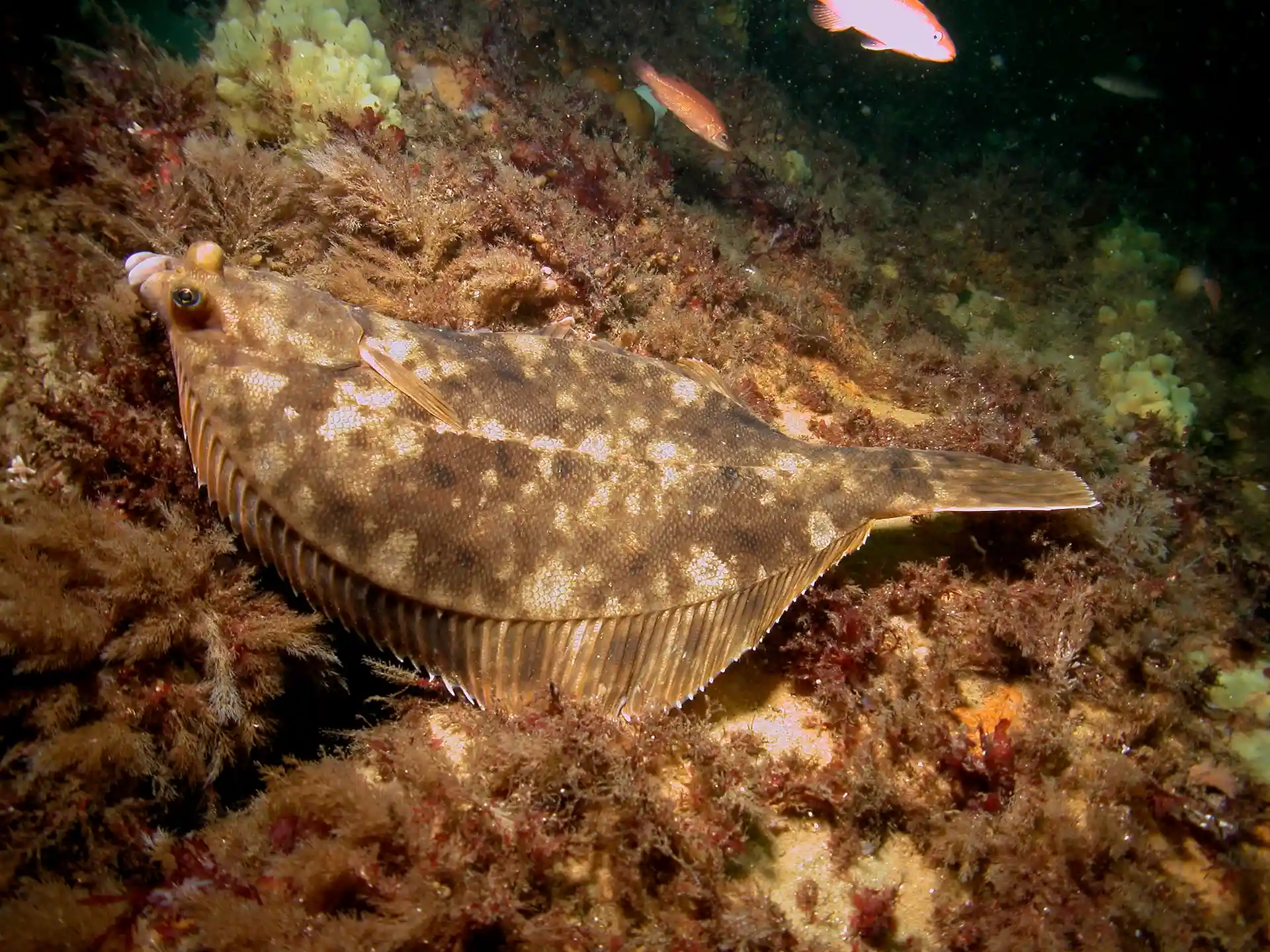 Flounder in the ocean