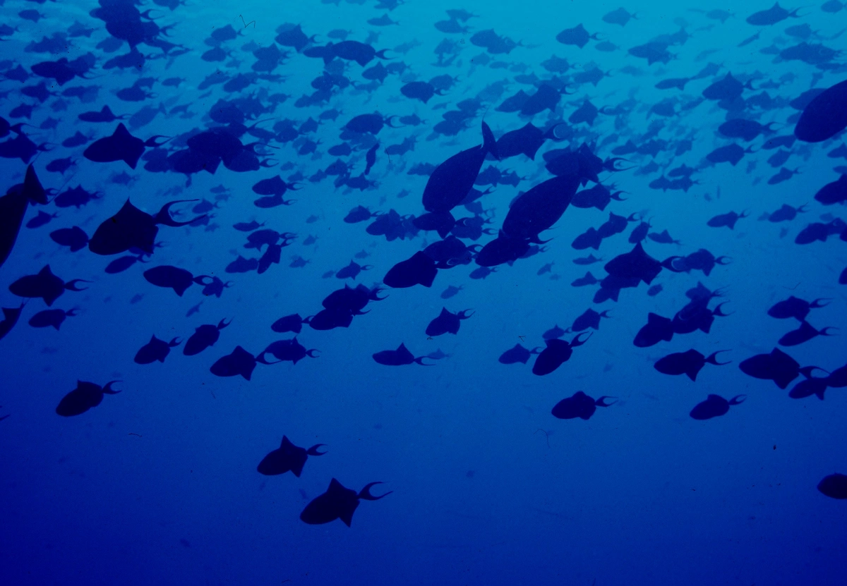 Fish silhouettes swimming Climate data