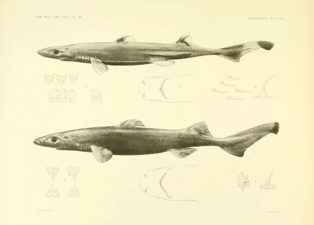 Lantern Sharks
