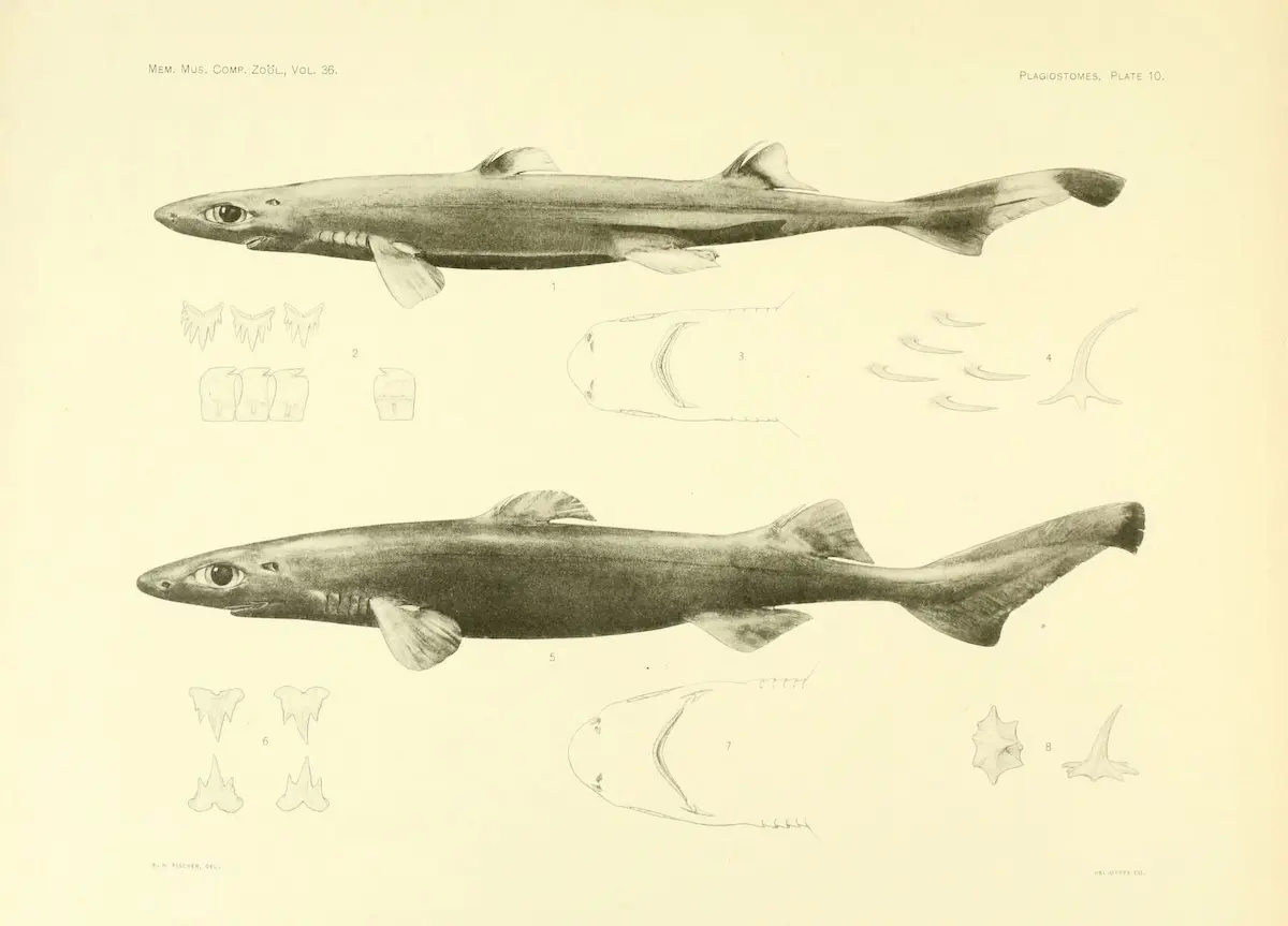 Art illustration - Oceans & Seas - Ninja lanternshark: (Etmopterus  benchleyi) is a species of shark squaliform fish of the Dalatiidae family.  Lives off t…