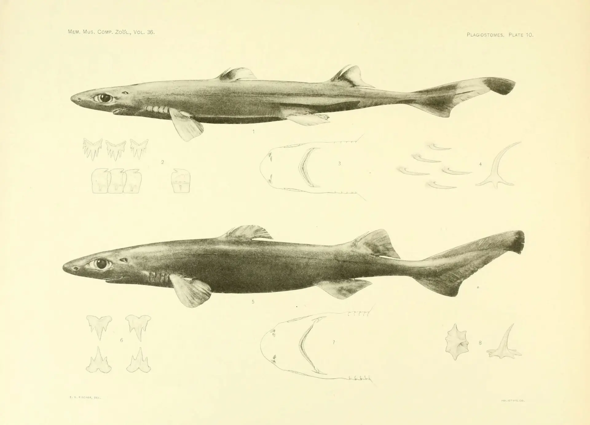 Lantern Sharks