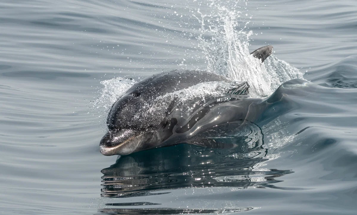 A bottlenose dolphin swims in the ocean splashing water above sea level