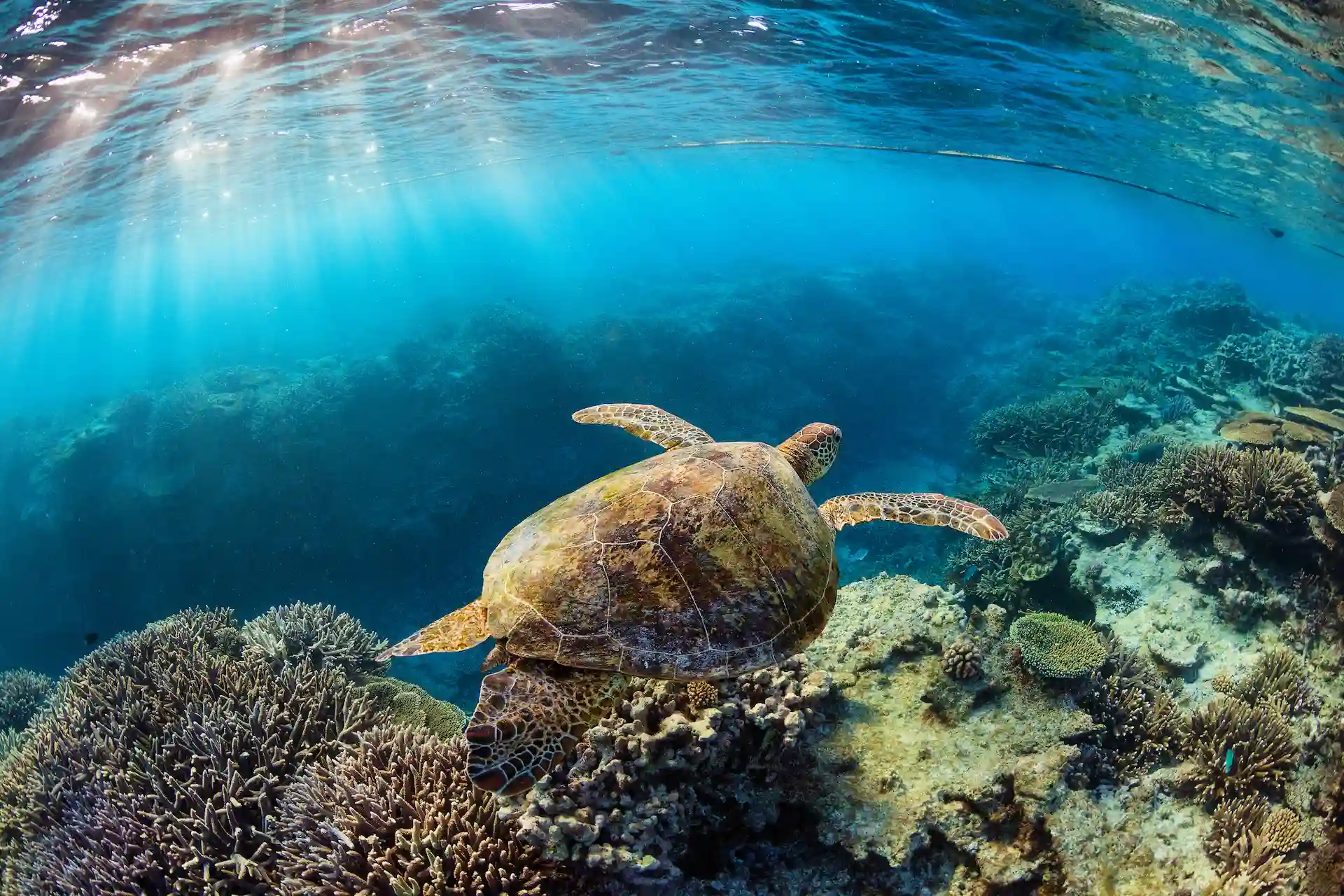 Clean Energy / sea turtle swims in ocean waters