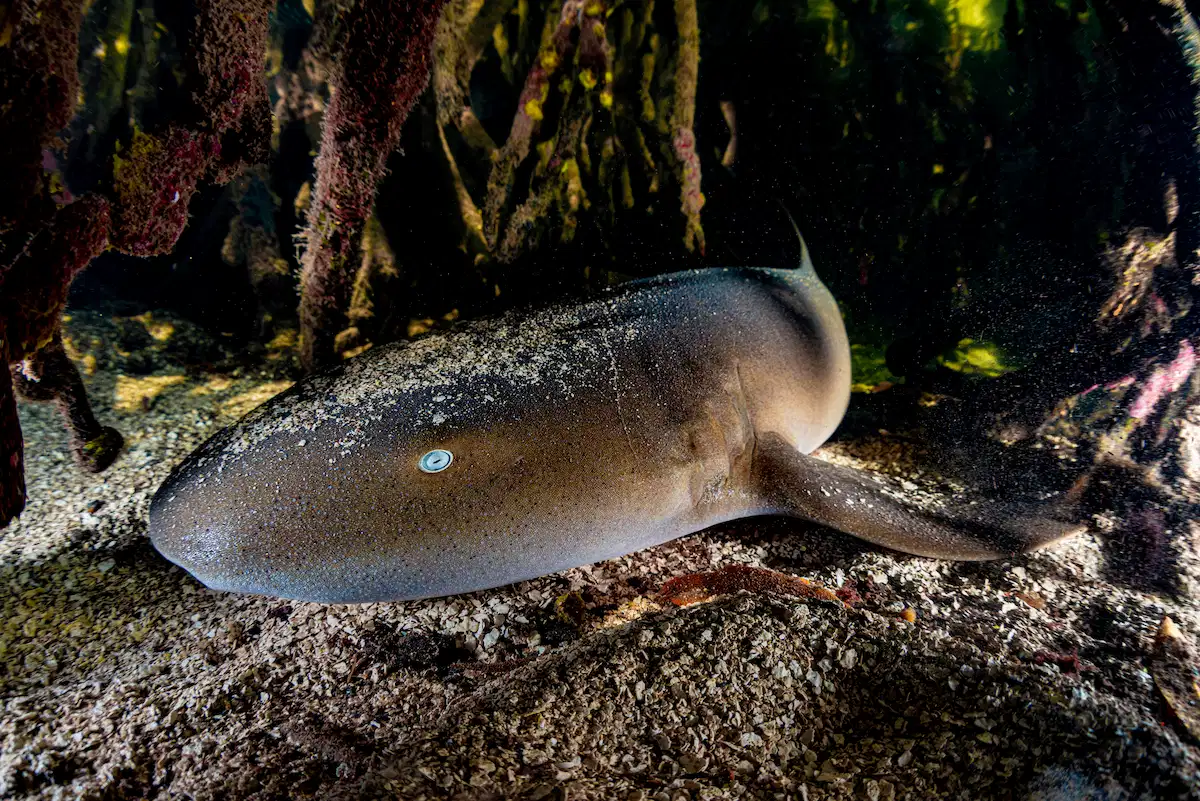 A nurse shark swims along the sea floor