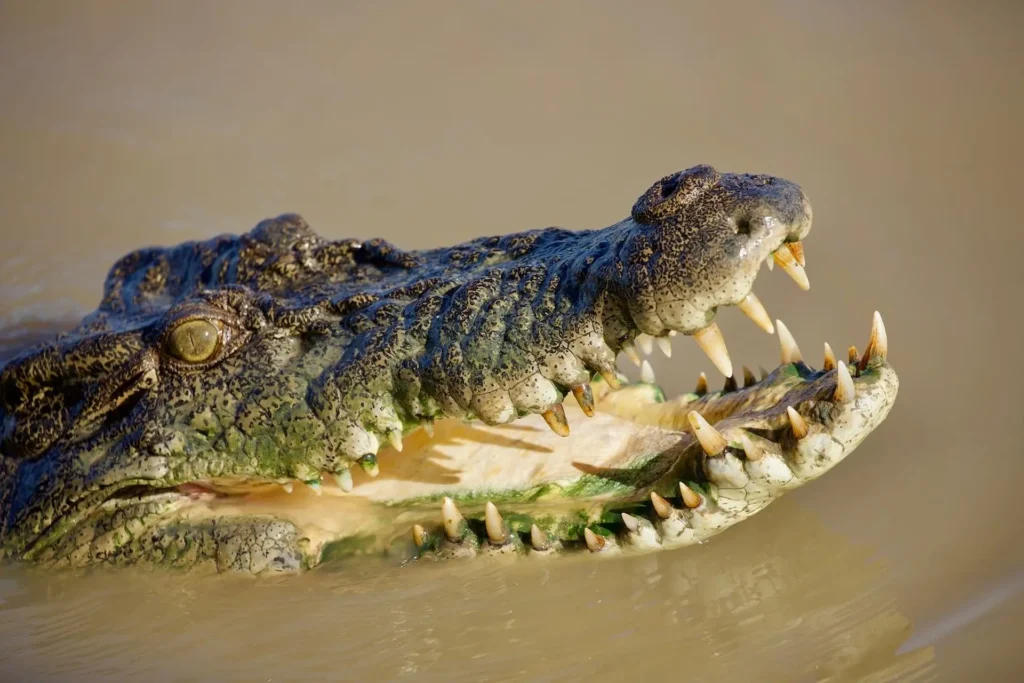 All About the Saltwater Crocodile