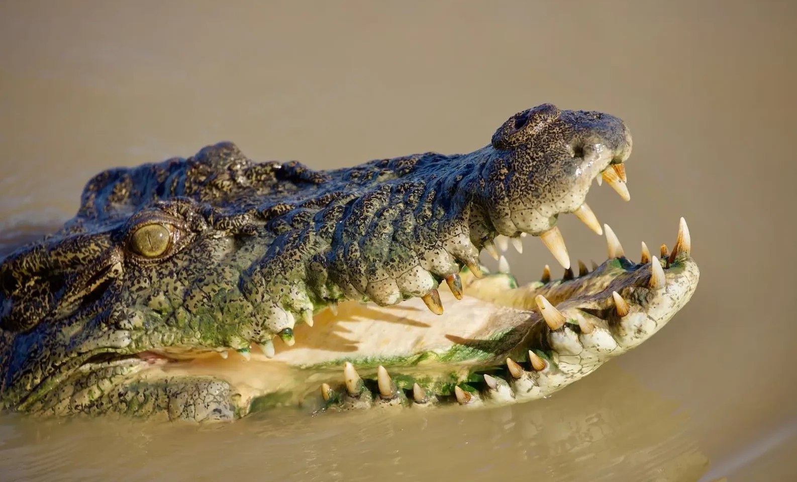 Saltwater Crocodile