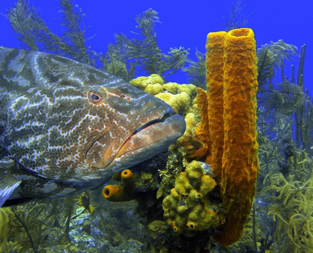 Grouper swims near a sponge