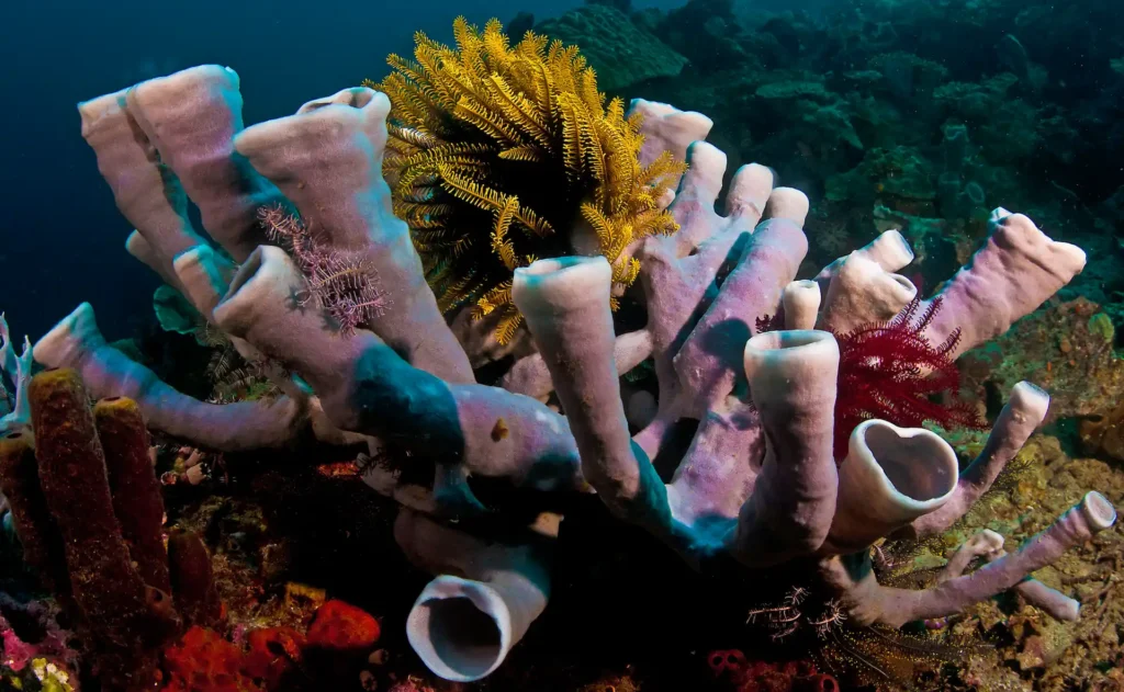 Sponges in the ocean