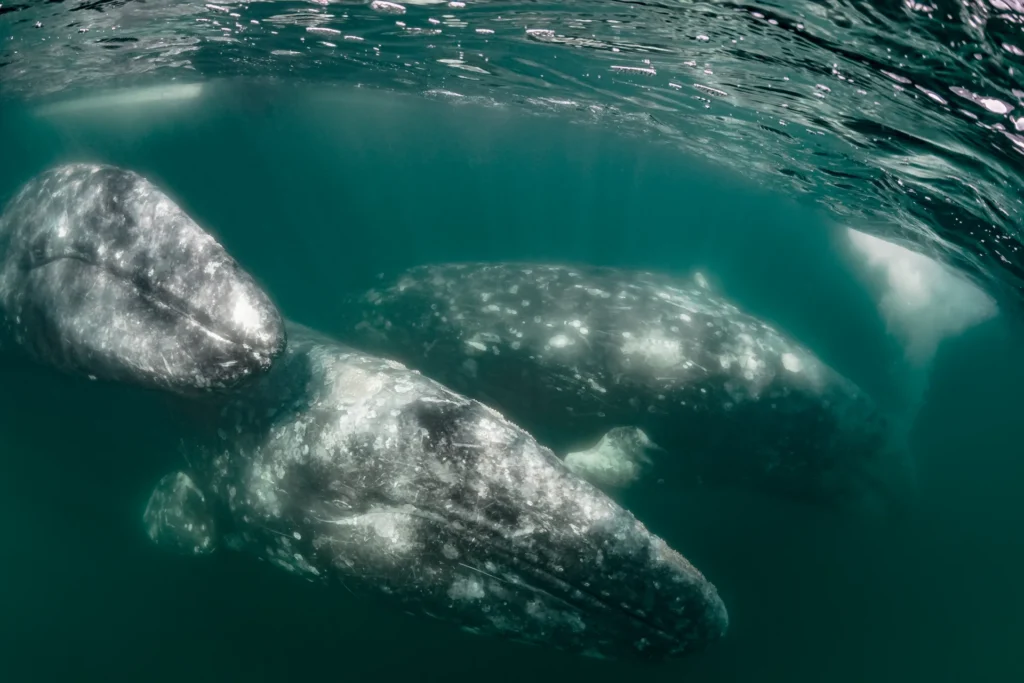 Three gray whales swim together in the ocean