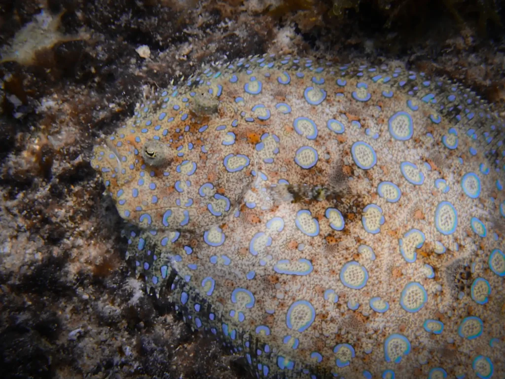 Flounder with spots swims in ocean