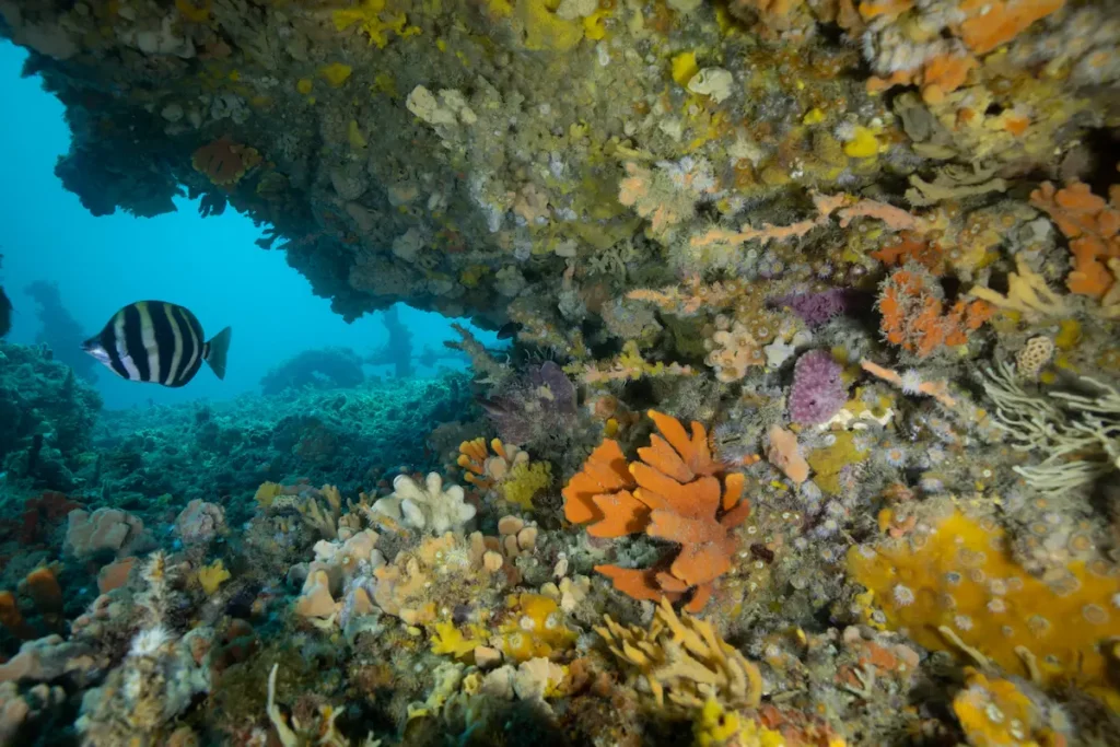 Fish swims around artificial reef