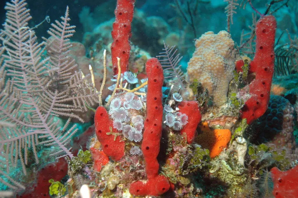 7 reasons why sea sponges are the coolest, by Greenpeace UK