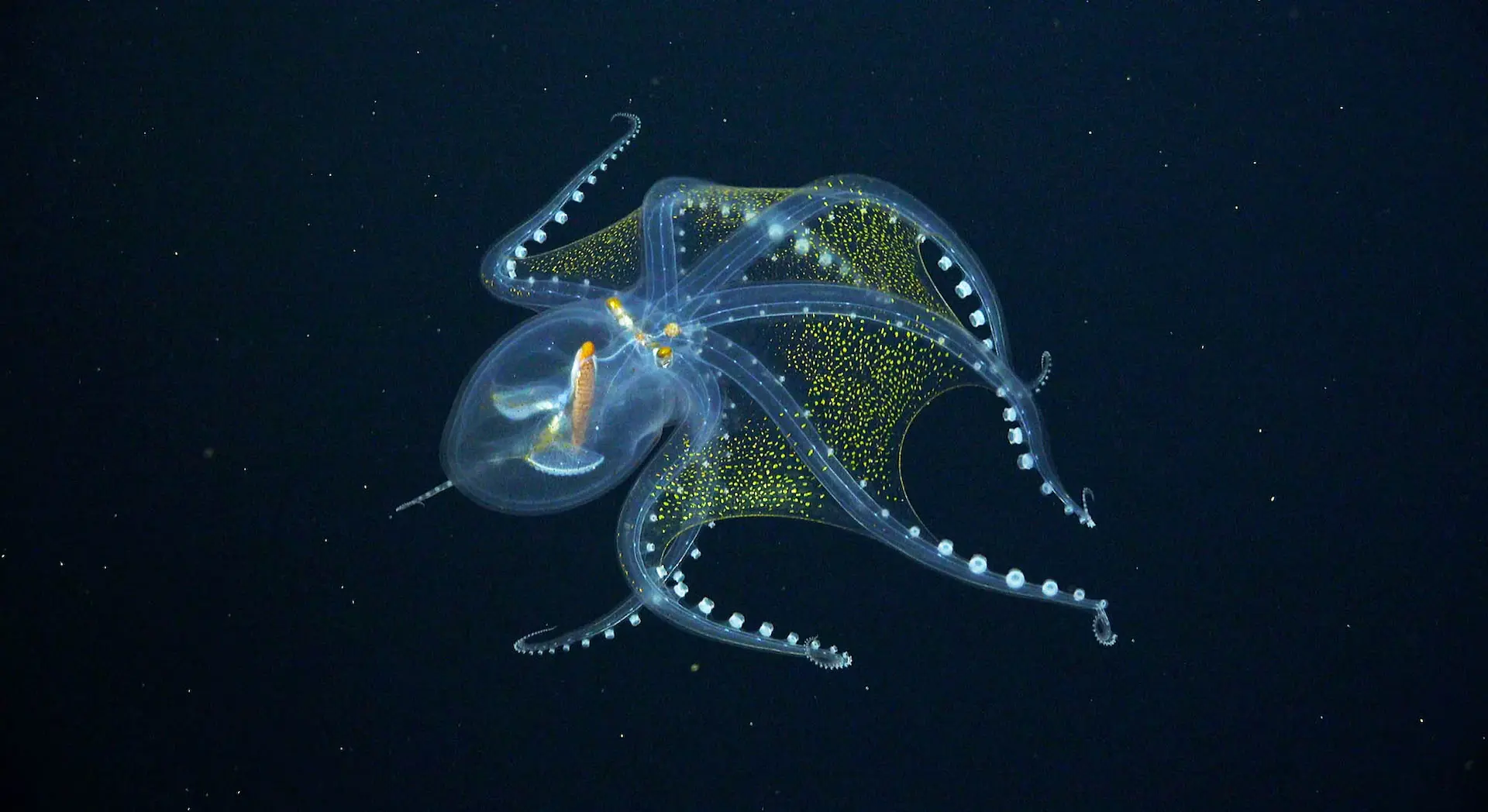 Deep-Sea Octopuses Glass octopus in black water