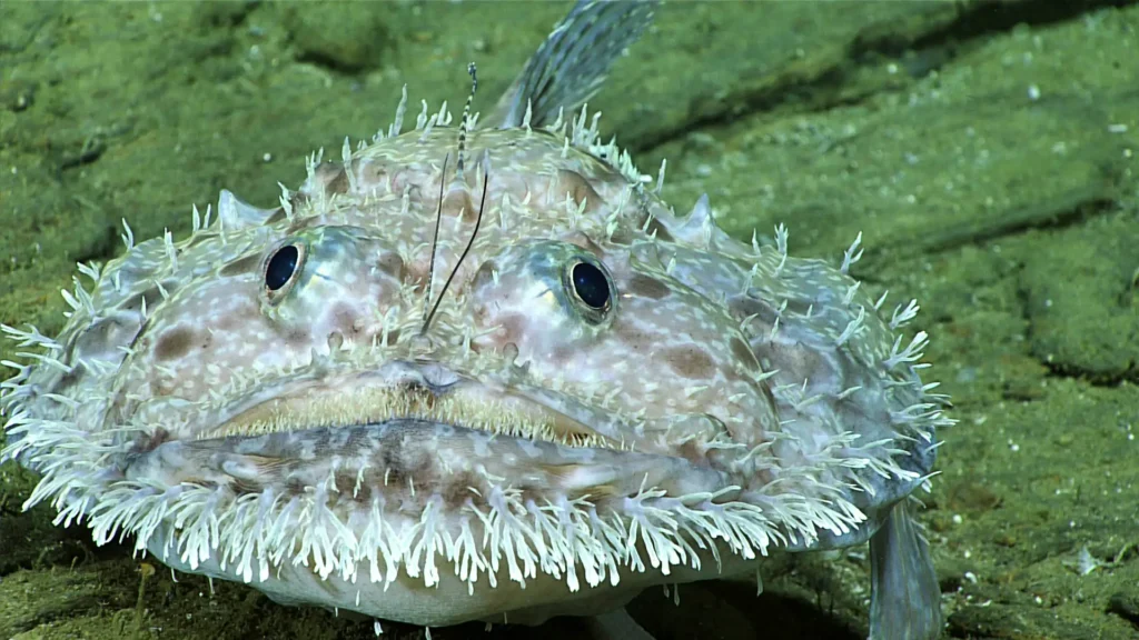 Goosefish in the ocean looks at camera