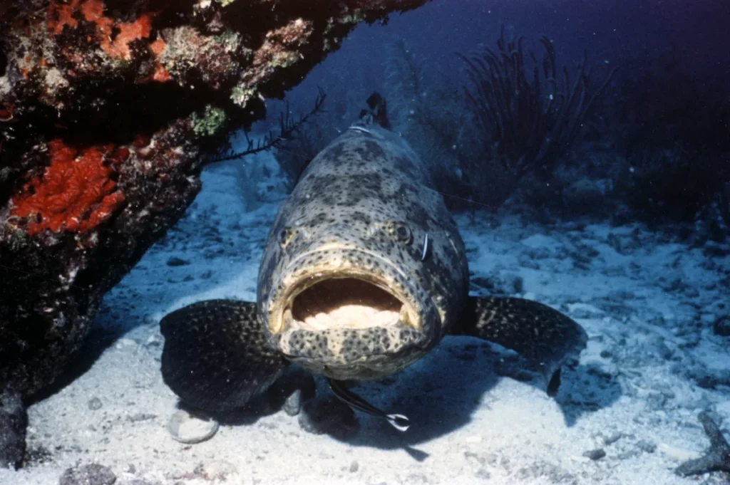 Goliath grouper swims with mouth open