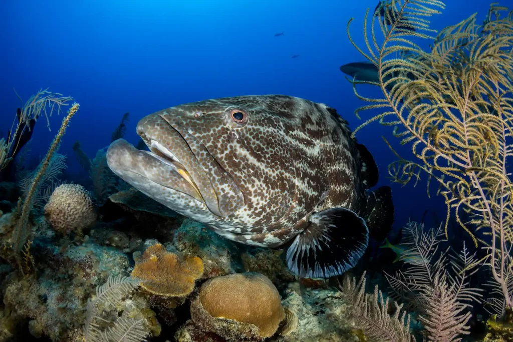 Goliath grouper swims in a coral reef