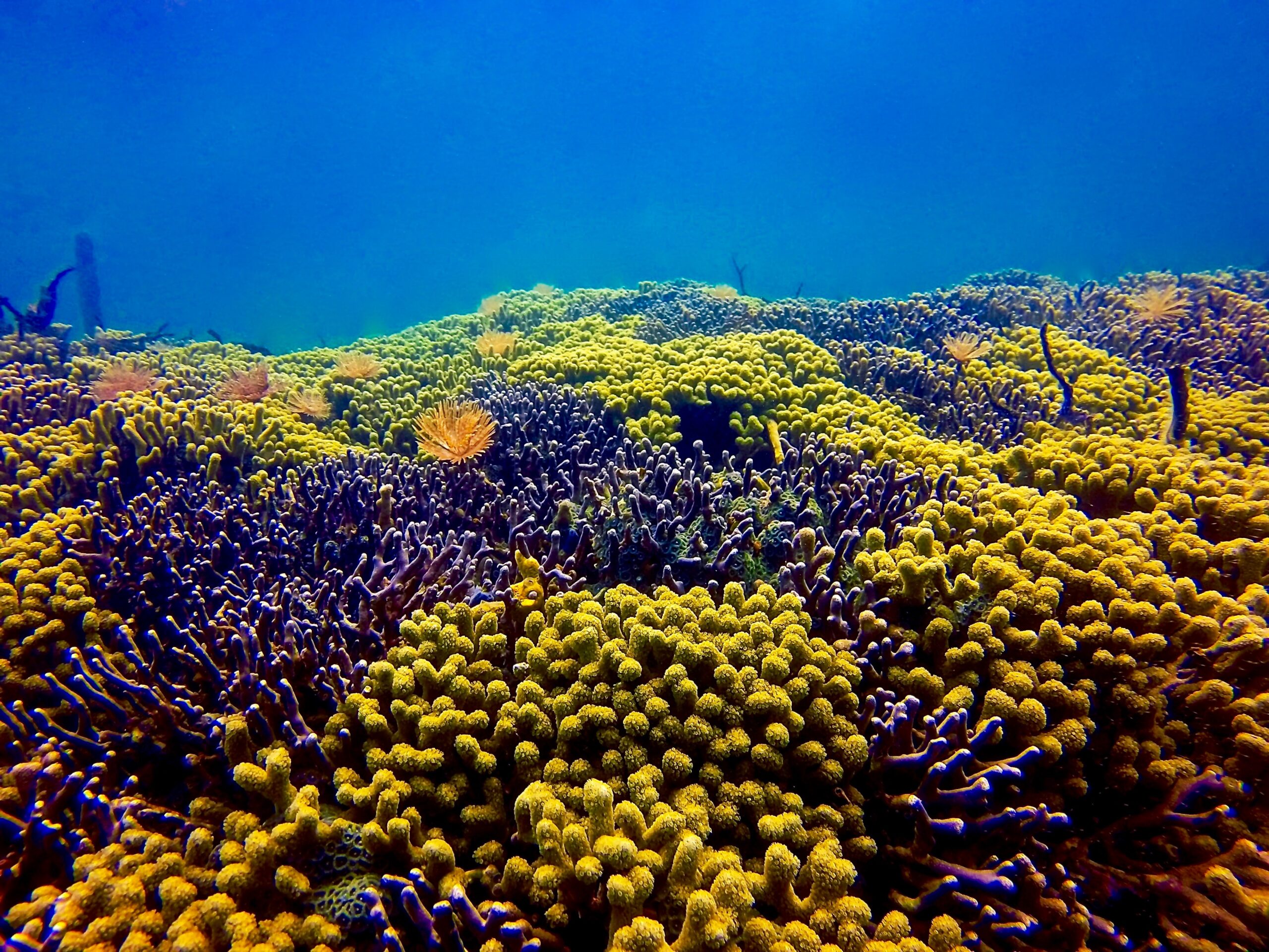 Reef in Bocas del Toro, Panama