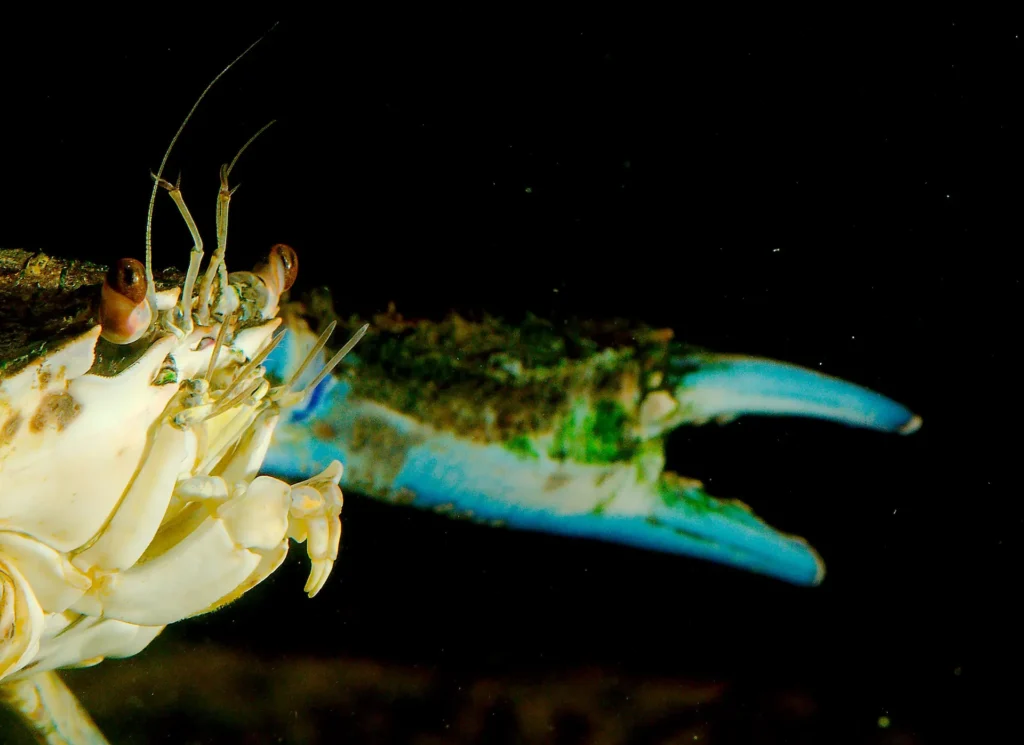 Blue Crab