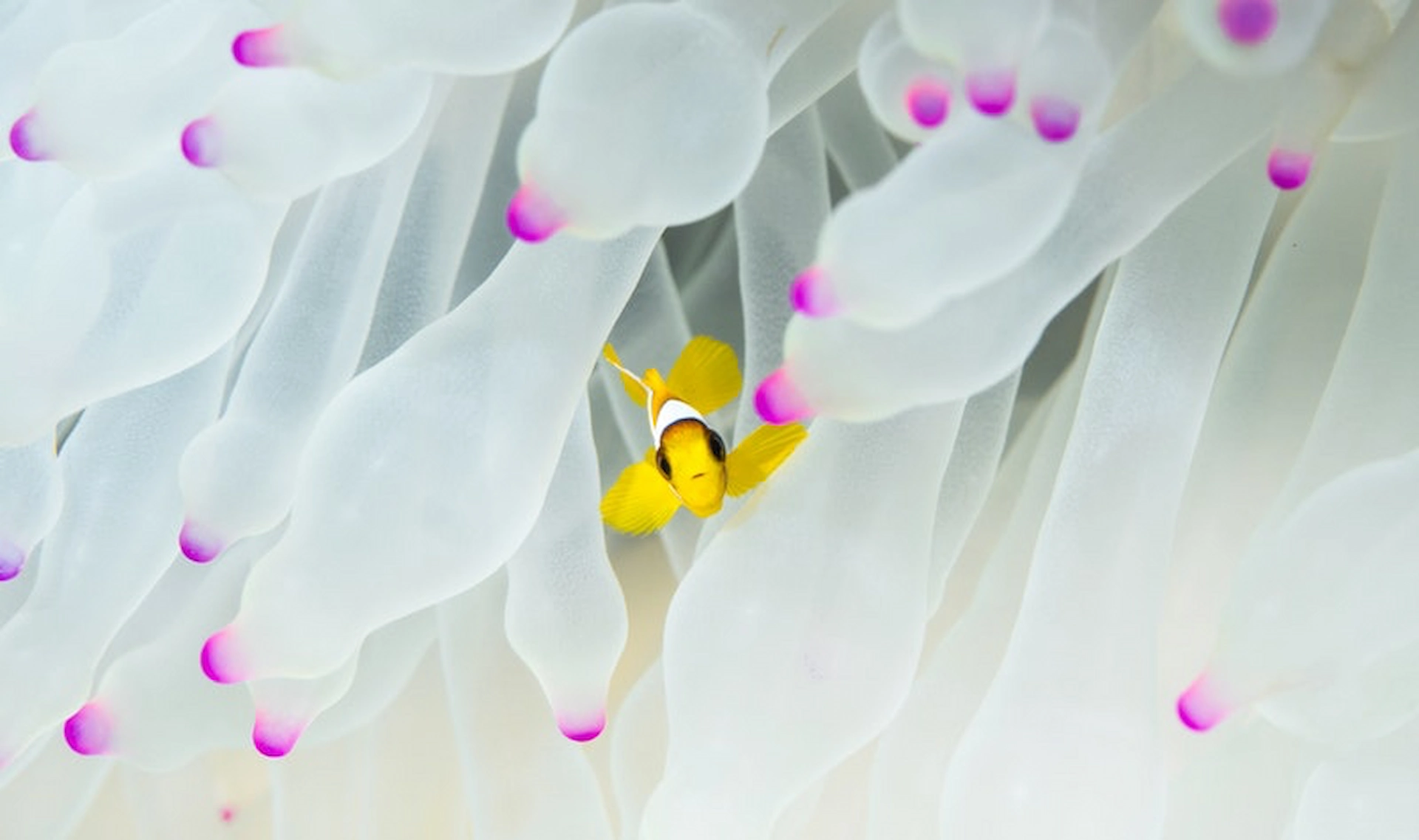 A fish in the ocean