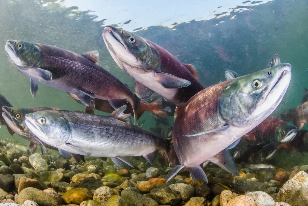 Salmon fish swim in the ocean