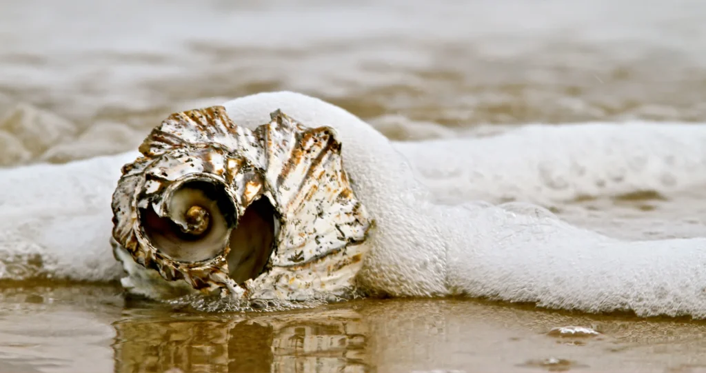 Shell on shore surrounded by sea foam