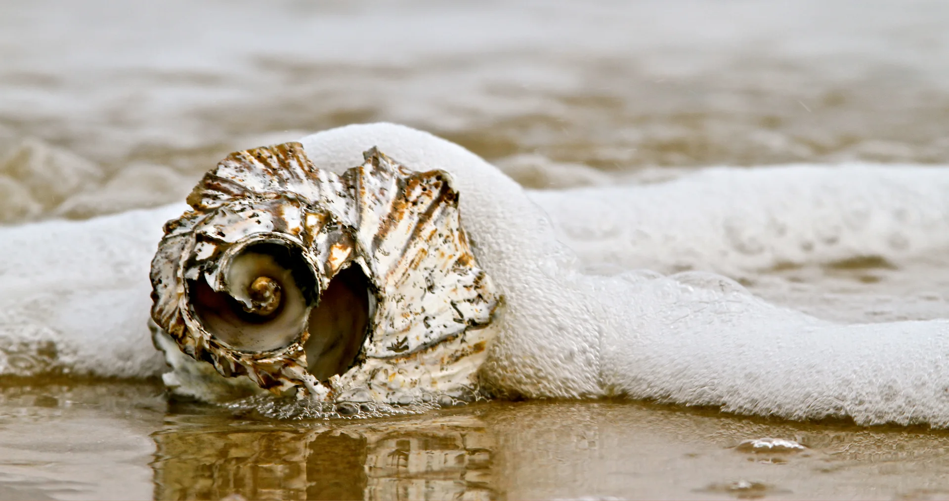 Shell on shore surrounded by sea foam
