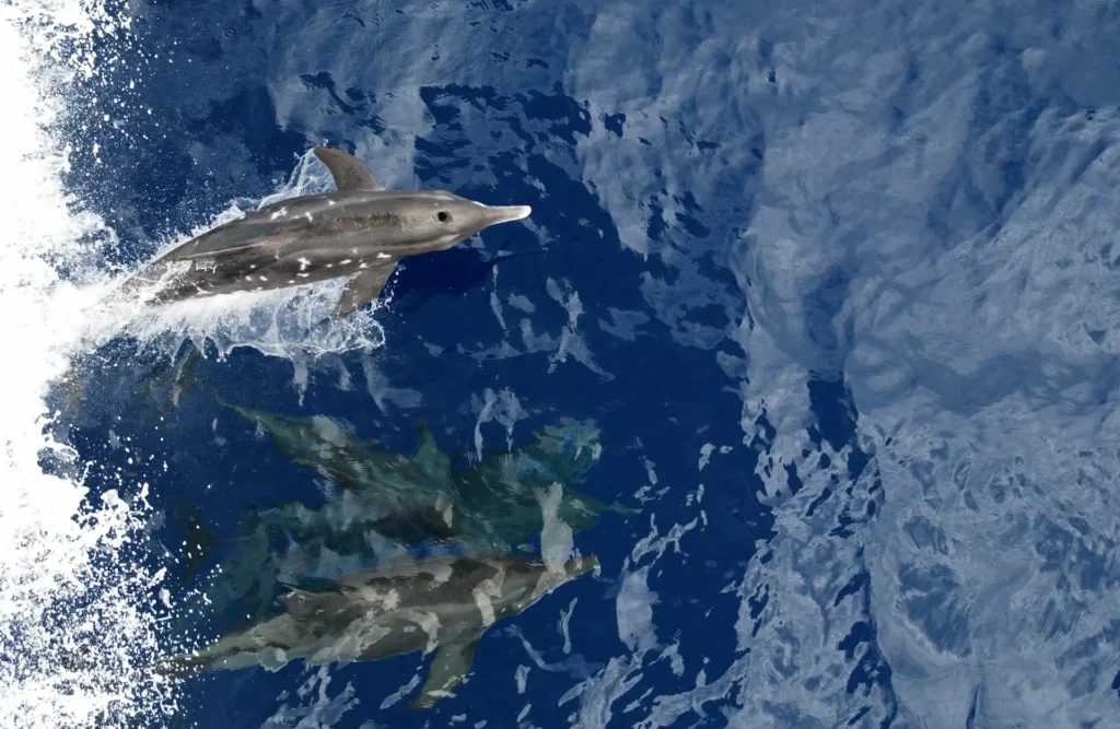 Marine mammals dolphins in ocean