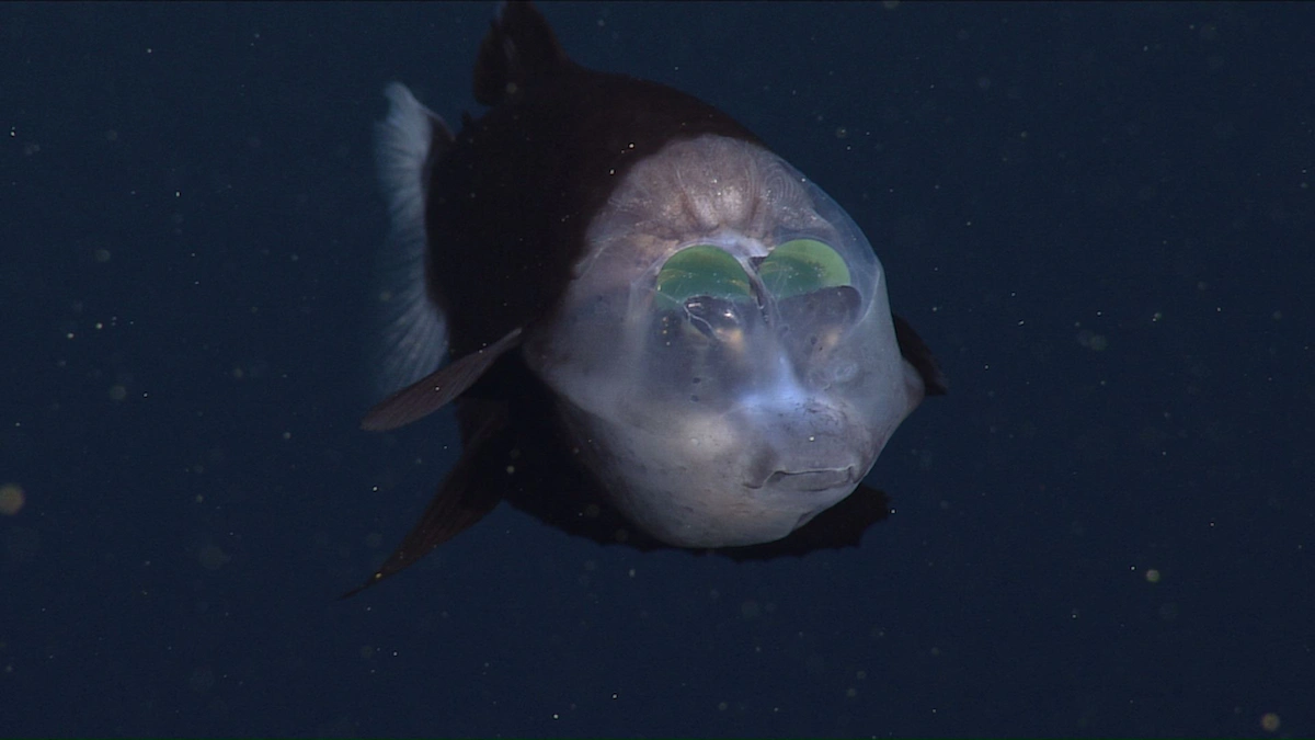 Barreleye fish swims in the deep sea