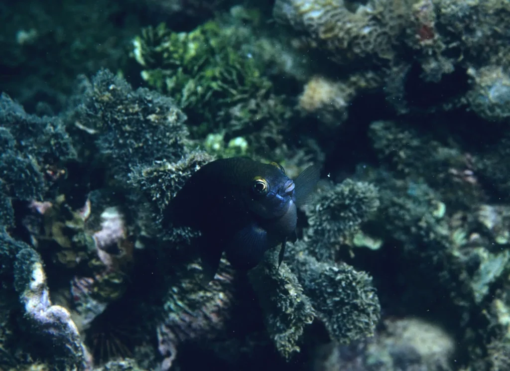 Damselfish in the ocean facing threat of invasive rats