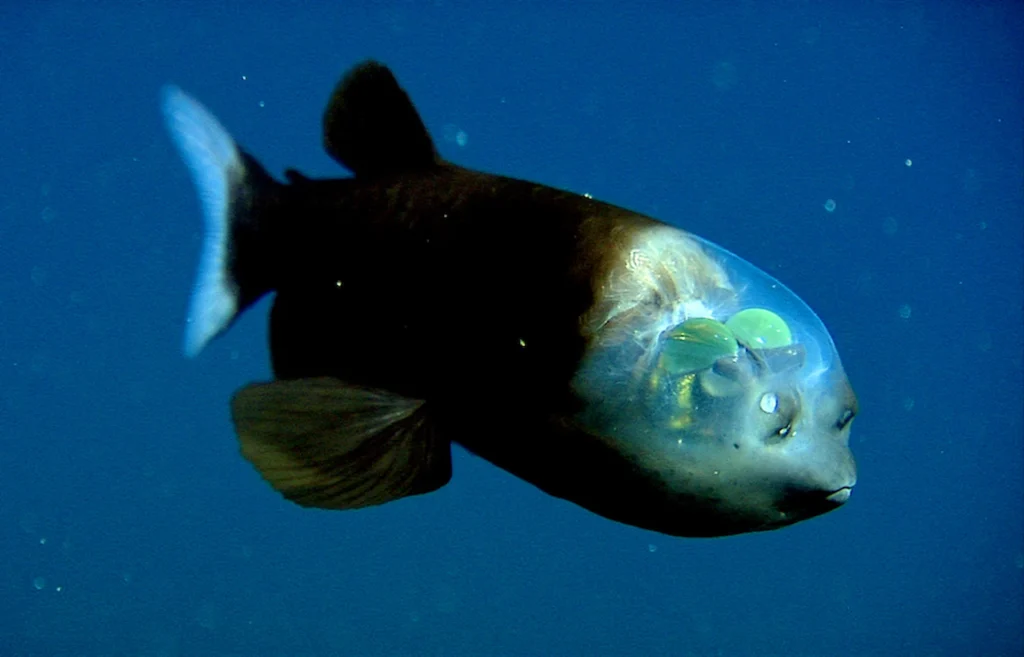 Barreleye fish swims in the deep sea