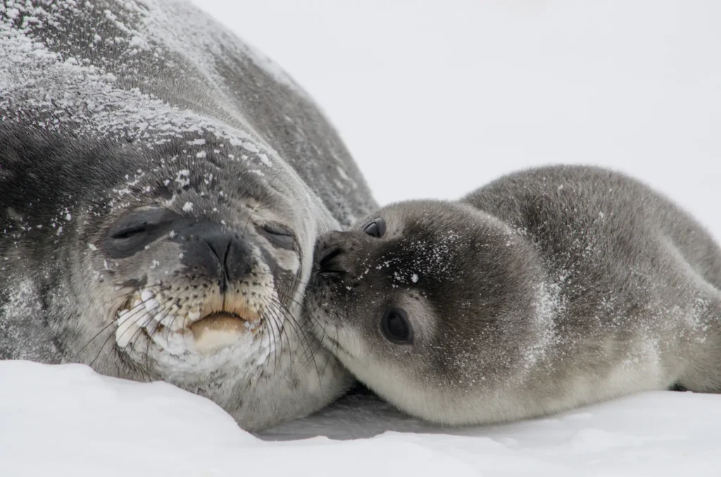 Mom and pup Weddell seal in Antarctica