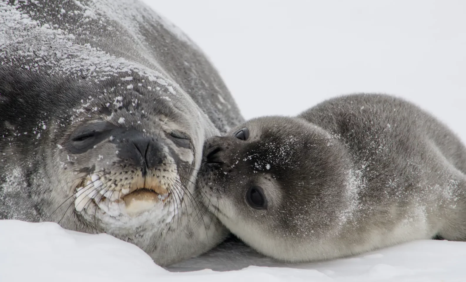 Mom and pup Weddell seal in Antarctica