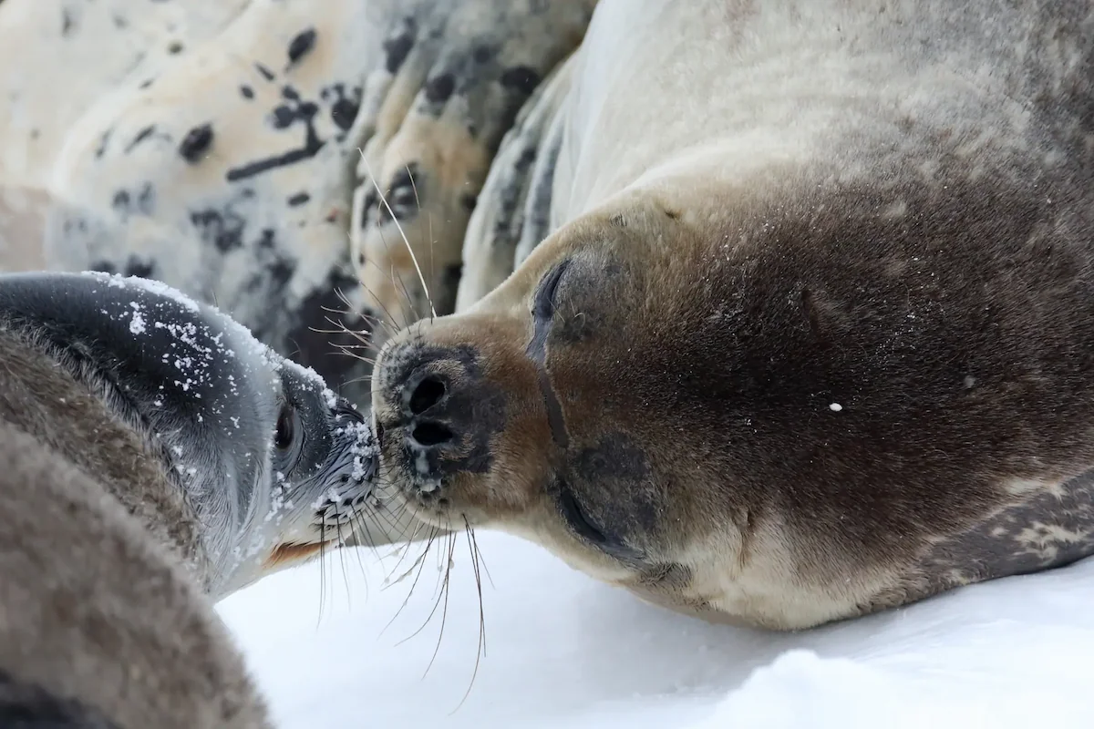  Weddell seals in Antarctica
