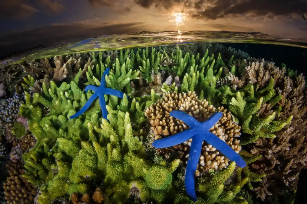 Sea Stars in the ocean