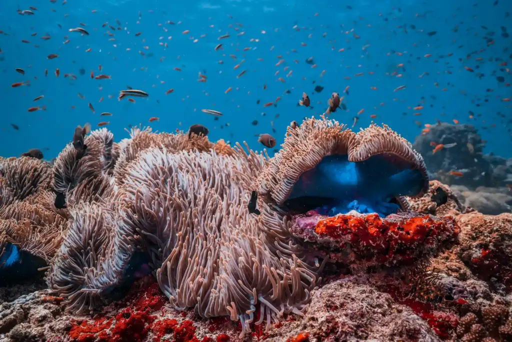 Ocean Week fish swim around corals