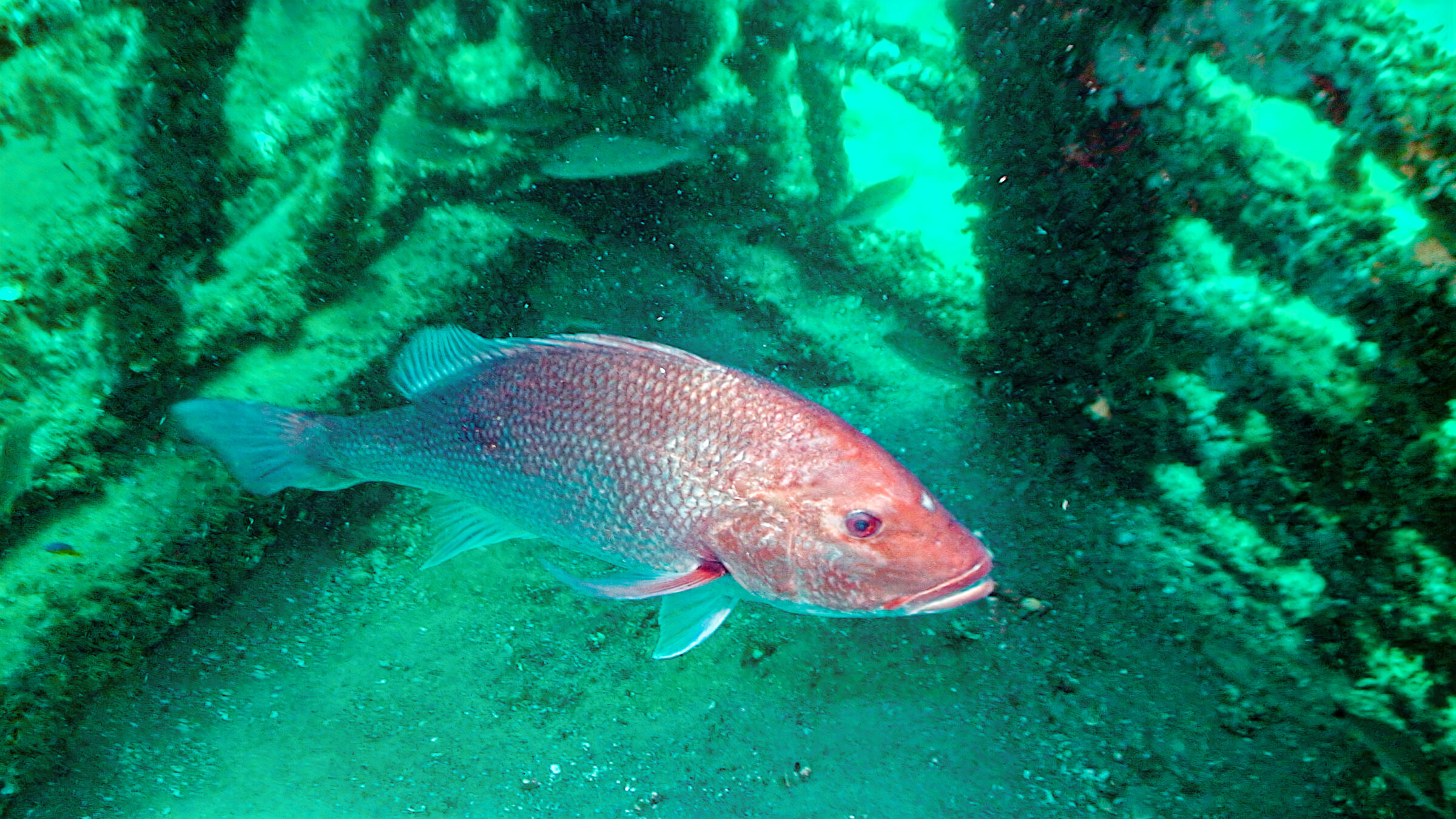 An underwater image of a red snapper.