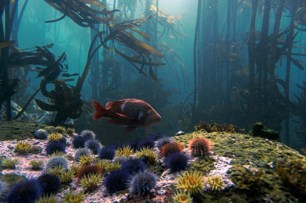 Guardians of the kelp forest. The #redroman has always been my favourite reef resident in the Cape. Endemic to our coastline they represent a bright and bold character of South Africas marine ecosystems.