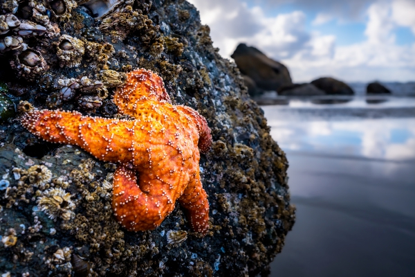 A bright orange starfish clinging to a sea stack on Ruby Beach during low tide.
