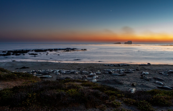 Elephant seals at dusk, protected by Venus.