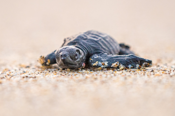 turtle, sand, seaturtle, hatchling, cute, equador