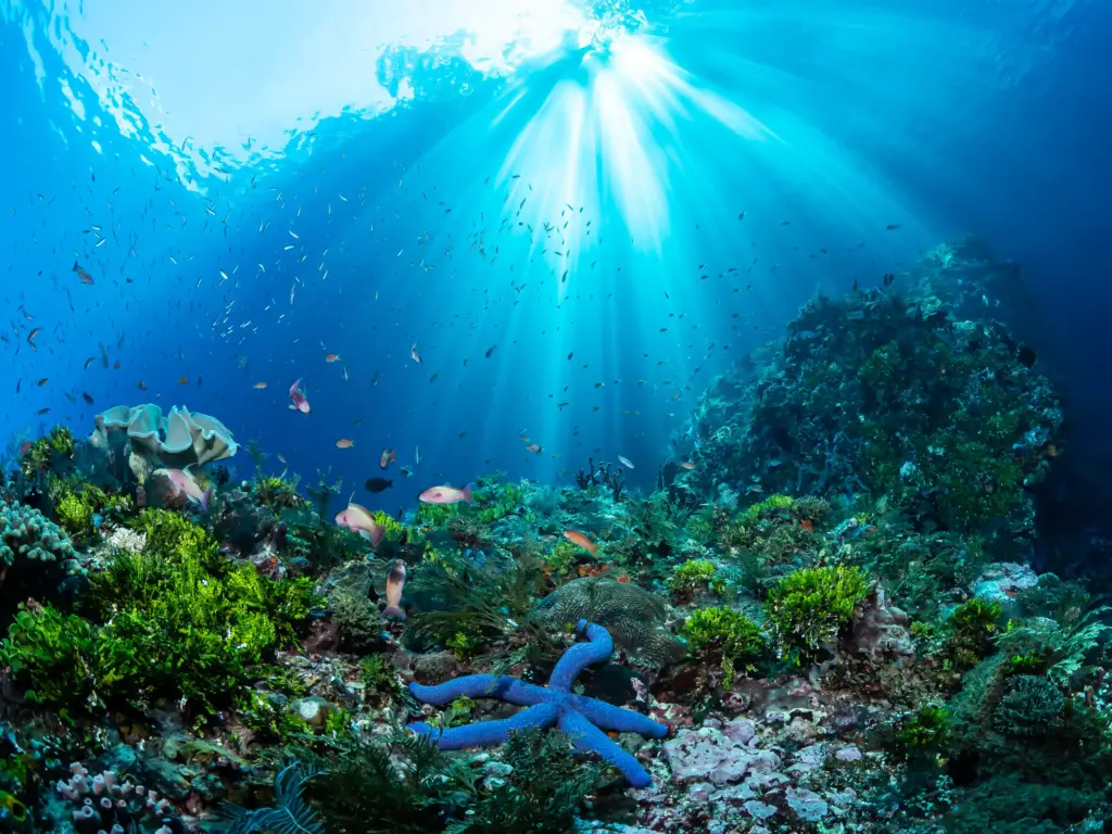 A bright blue sea star sits among the reef, which is awakening with small fish swirling around and about as light shines down from the ocean surface.