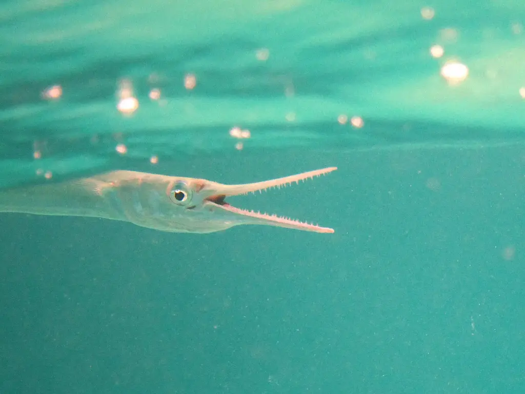 Needlefish closeup in ocean