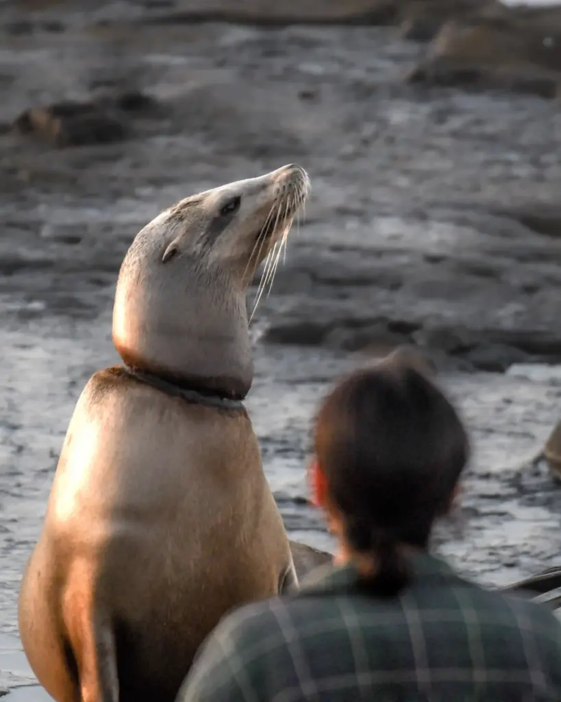 Bystanders crowd and look on an California sea lion entangled with fishing line.