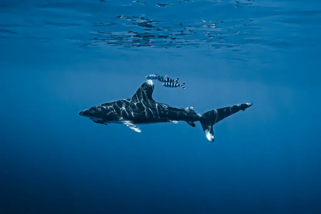 Oceanic Whitetip Shark swims in the ocean around fish