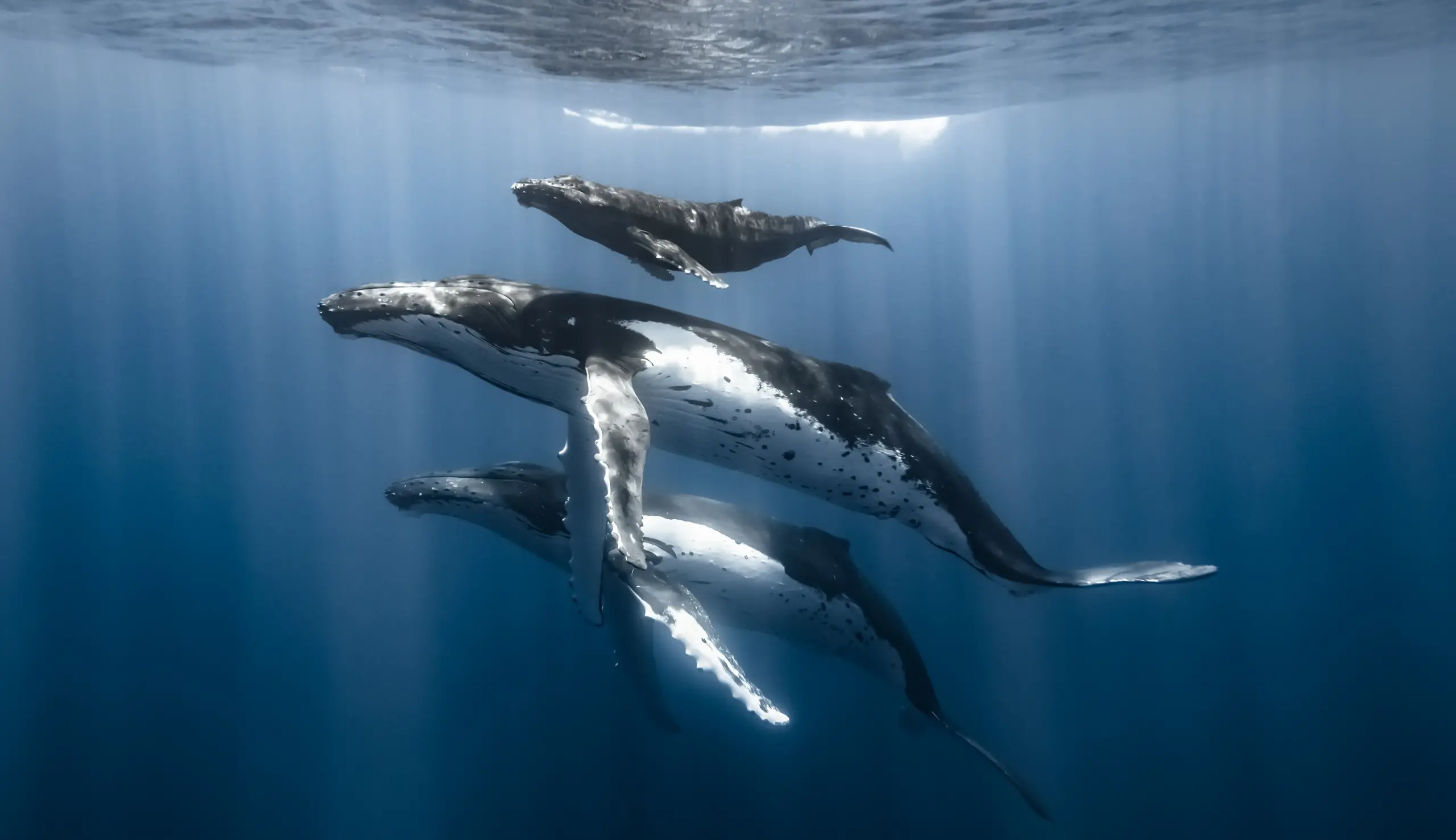 3 generations of humpback whales glide gracefully just beneath the blue ocean's surface. Beams of sunlight shine down on them through the waves breaking above.