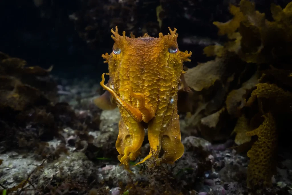 An Australian Giant Cuttlefish, changes the textures and the color of its skin to mimic the sea vegetation around it. It often uses camouflage to hide from predators or to communicate with other cuttlefish. I captured this photograph whilst freediving in Manly, NSW, Australia. It was taken with natural light at around 5m depth.